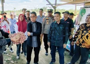 Bupati Kutim panen bawang merah di Desa Manunggal Jaya.