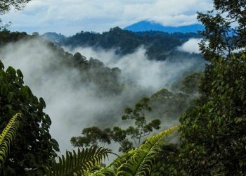 Empat Kawasan Ekosistem Esensial Jadi Fokus Pengelolaan Keanekaragaman Hayati di Kutai Timur