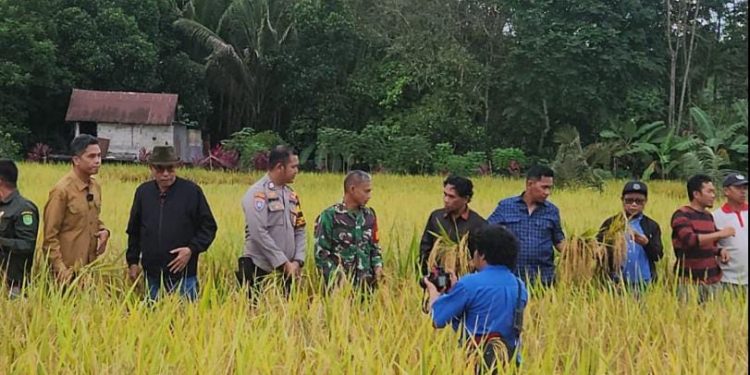 Bengalon Gencarkan Ketahanan Pangan: Pengembangan Sawah Dimulai di Sekerat dan Sepaso Barat Berkat Sinergi Lintas Sektor